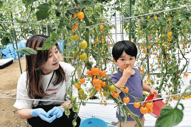 オレンジ色に実ったミニトマトを試食する参加者＝彦根市南三ツ谷町で 