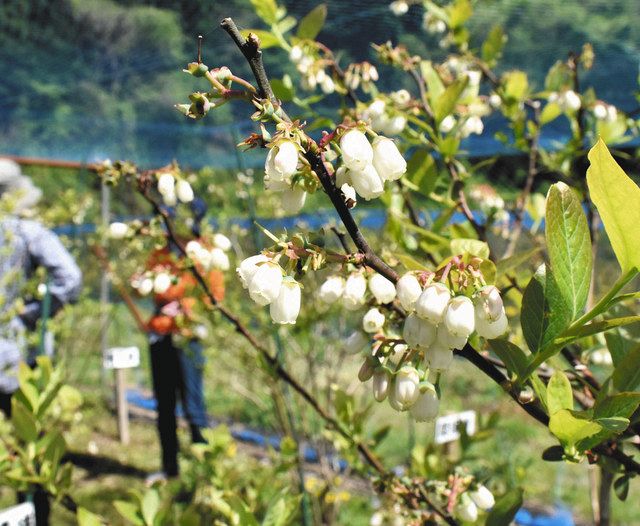 ゆらゆら 鈴みたい ブルーベリーの花 能登町で見頃 北陸中日新聞web