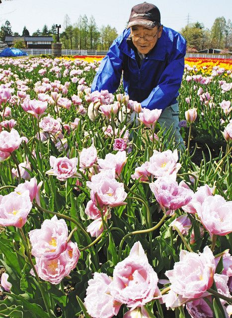 藤色 乙女のドレス チューリップ県新品種 砺波で満開 北陸中日新聞web