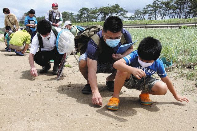 希少 イカリモンハンミョウ 2匹 標本 希少 イカリモンハンミョウ 2匹 標本 希少 イカリモンハンミョウ