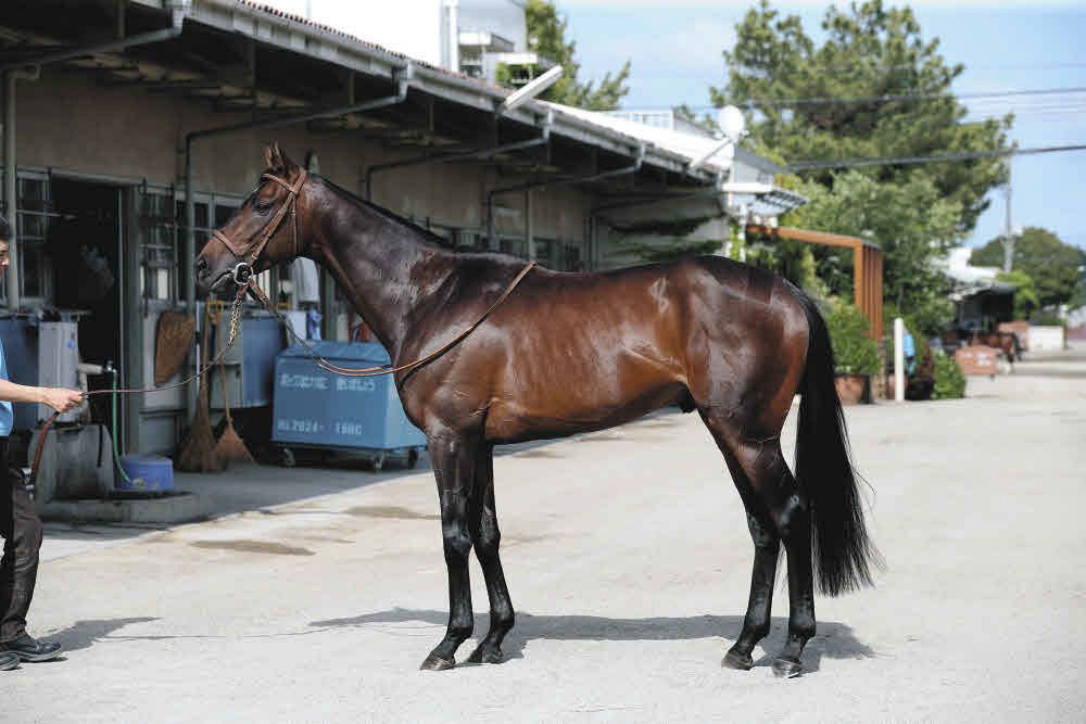 日本ダービー馬体診断】8枠16番ファイアンクランツ、8枠17番