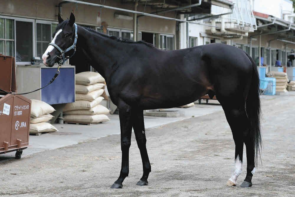 マスカレードボール 日本ダービー セット All about Masquerade Ball] (Japanese Derby 2025) We look