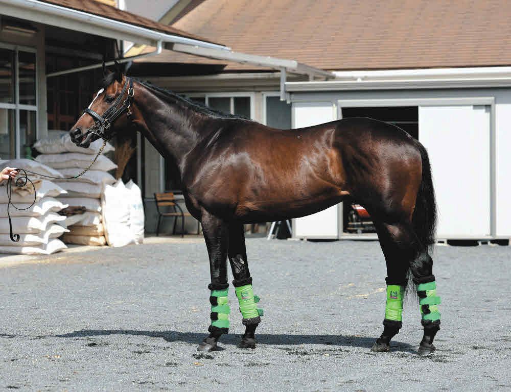 日本ダービー馬体診断】8枠16番ファイアンクランツ、8枠17番