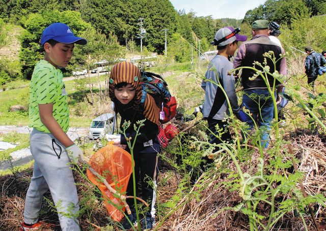 ツチノコ記者、現場から報告します 東白川村で4年ぶり「つちのこ