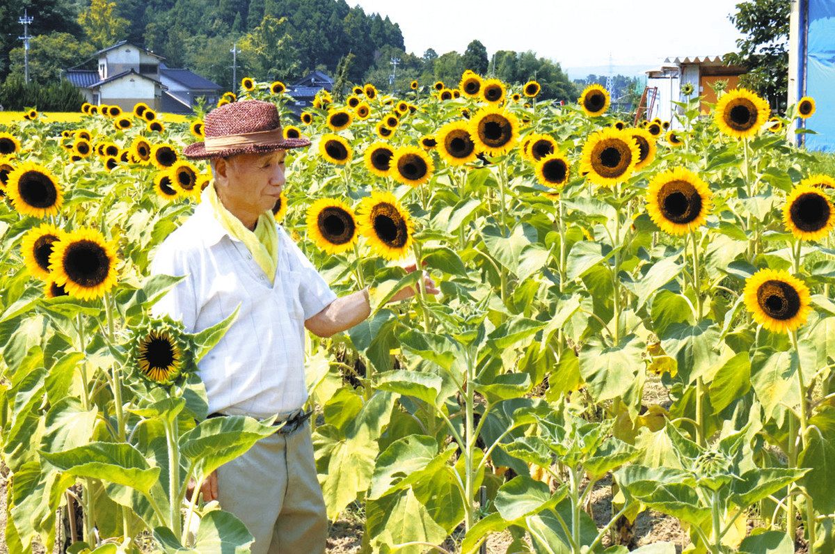 ヒマワリ500本見頃 七尾の休耕田：北陸中日新聞Web