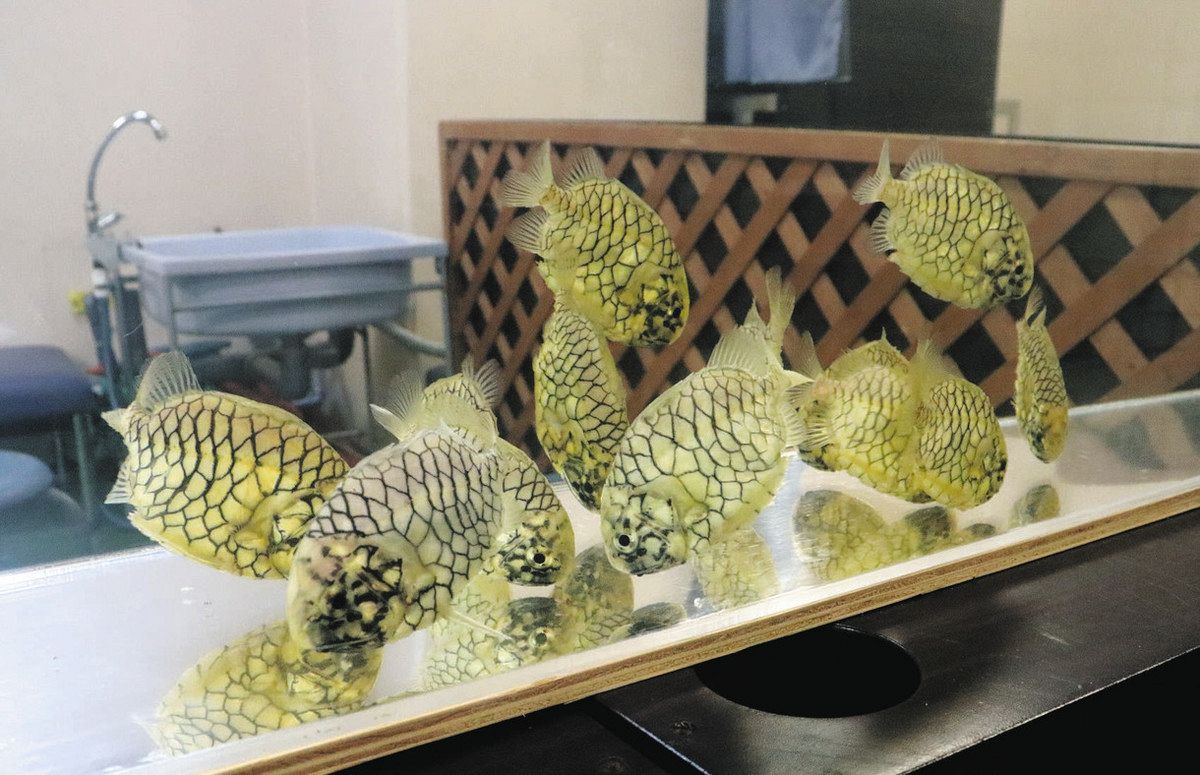 専用❤みかん＊超超特価⭐ふわとろ☆８重ガーゼ⭐特大ブランケット⭐魚＊水族館 青白く発光 瞬間 目撃を 魚津水族館 マツカサウオの観察会 1日2回