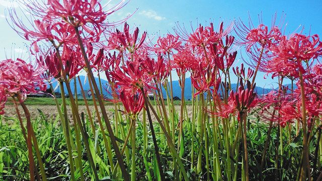 秋の訪れ告げる深紅 菰野で彼岸花が開花 中日新聞web