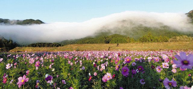 神秘的…山肌流れる朝霧 三重・御浜で「風伝おろし」観測：中日新聞Web