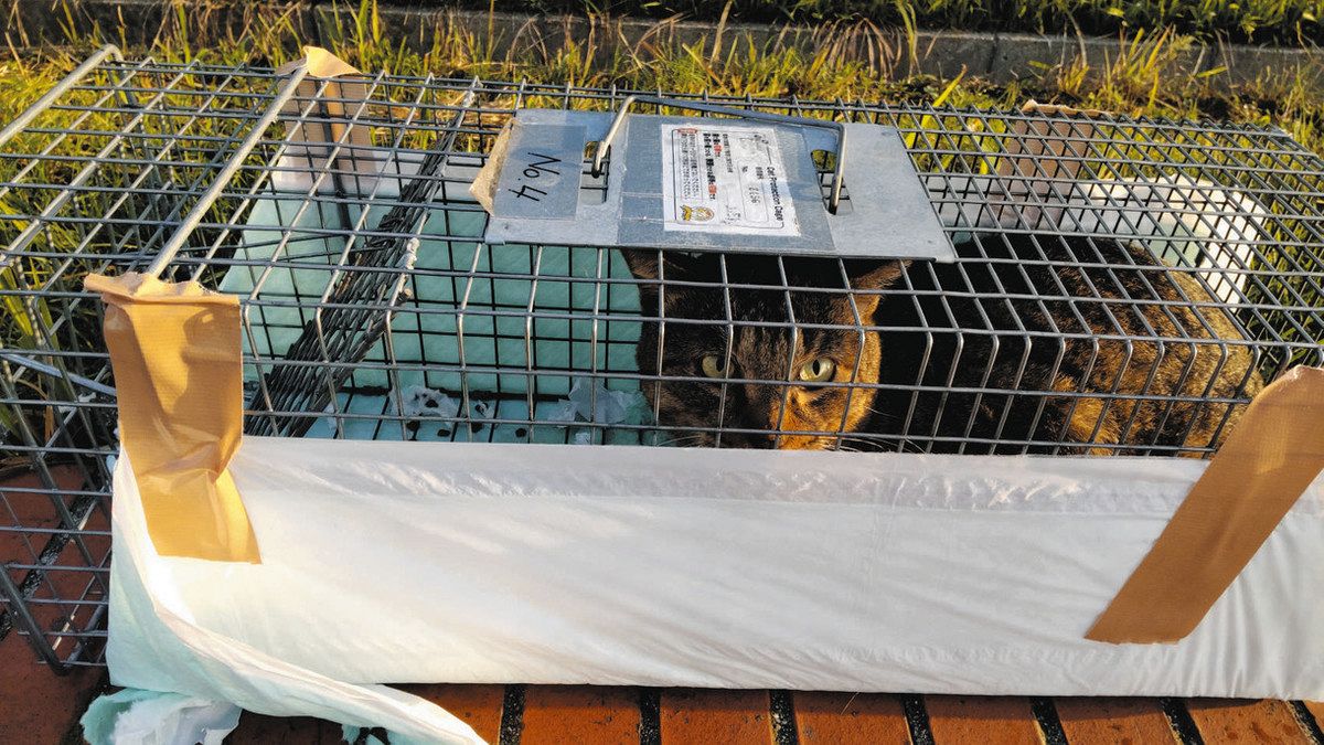野良猫急増、推定50匹に 愛知・半田の公園、保護団体「繁殖力