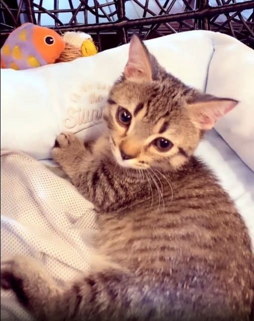 藤原紀香が自身のブログで公開した愛猫の「まー之助」