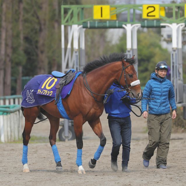 サトノフラッグの国枝厩舎が悲願牡馬クラシック初Vへ名手・武豊に託す