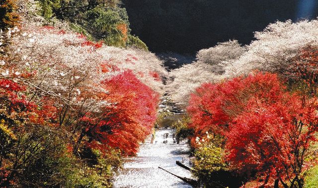 発掘 みか話 るど ２０ アニメ シキザクラ 豊田市 中日新聞web