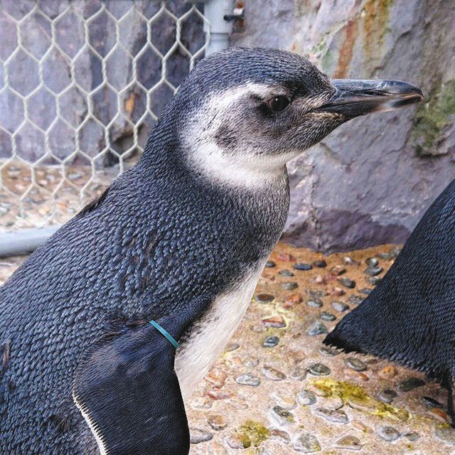 ペンギン ペンギン4羽 愛称選んでね のとじま水族館：北陸中日新聞Web
