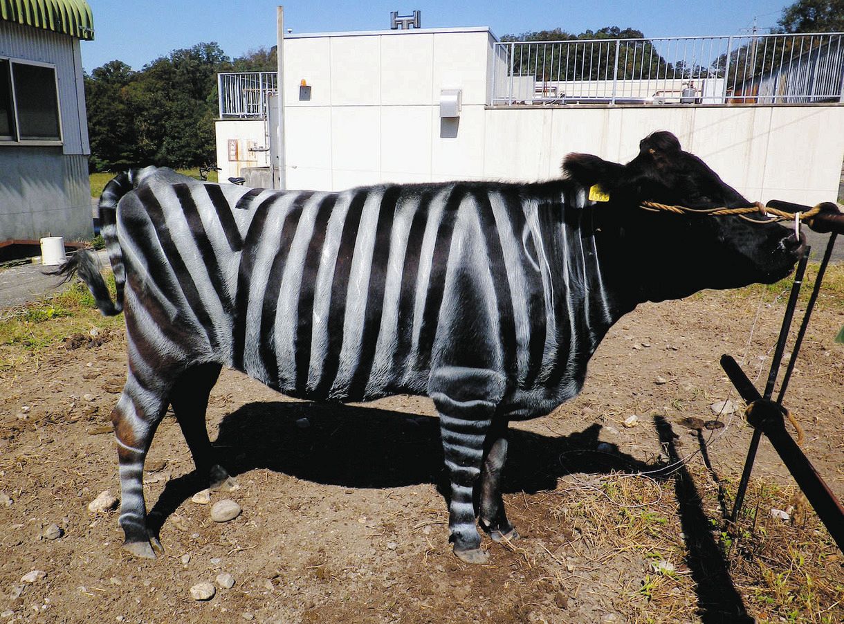 イグ・ノーベル賞に「牛にシマウマ模様で虫よけ効果」 元愛知県職員が