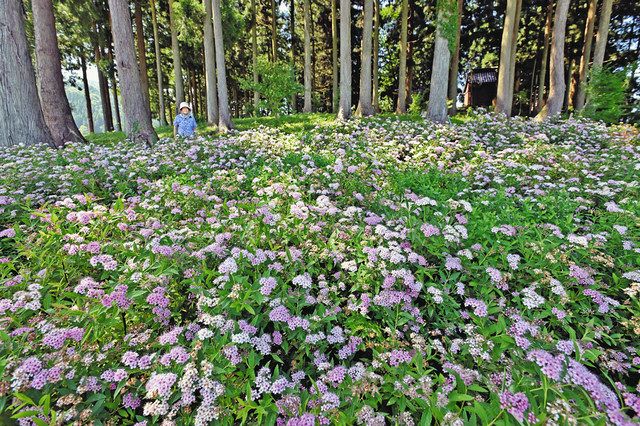 境内に広がる紅色の花 大野でシモツケ ３年ぶり開花 日刊県民福井web