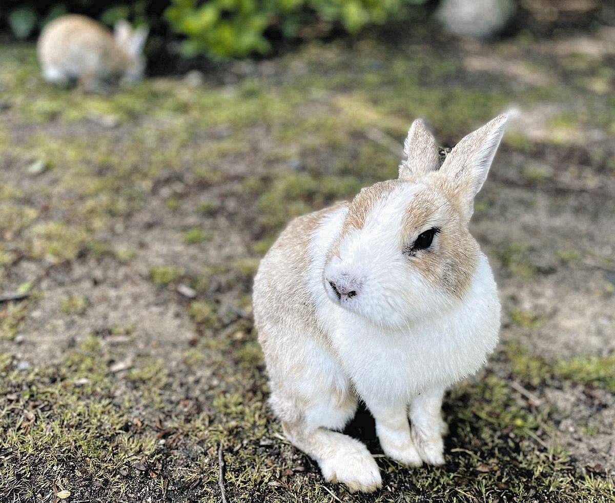 戦争中、地図から消された毒ガス製造「うさぎのしま」 絵本向きでない