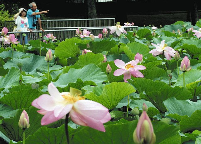 はままつフラワーパークでオオガハスの花見頃：中日新聞しずおかWeb