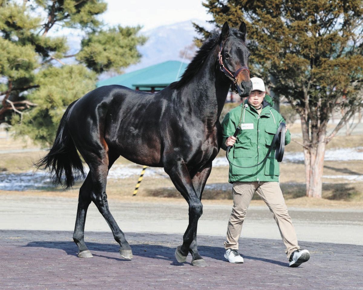 ネクサスハート、兄をほうふつとさせる好馬体…種牡馬として兄に近づく
