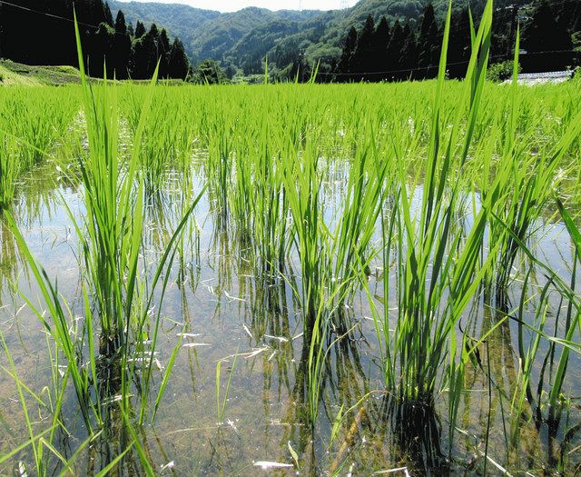 水を張ったままの田んぼの教室。このまま稲刈りまで熟し切らせる＝南砺市綱掛で