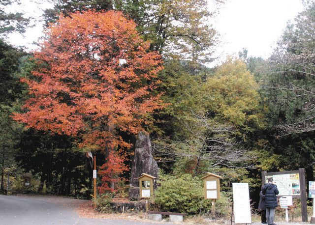 紅葉や謎解き楽しんで 大桑の阿寺渓谷でイベント開催中 中日新聞web