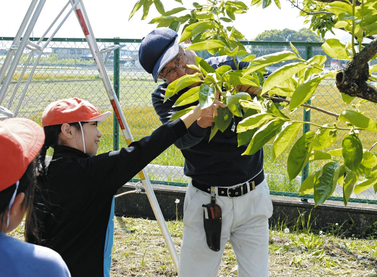 柿のつぼみを摘み取る児童＝大野町北小で
