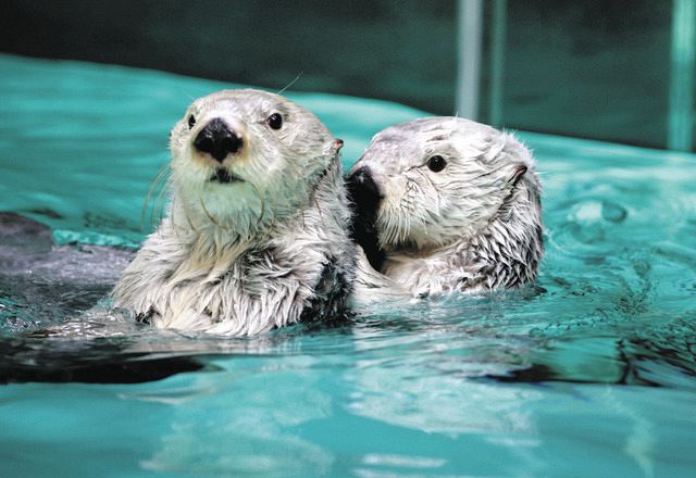 超人気 ラッコ ラグ マット 鳥羽水族館 鳥羽水族館 ラグ・カーペット 