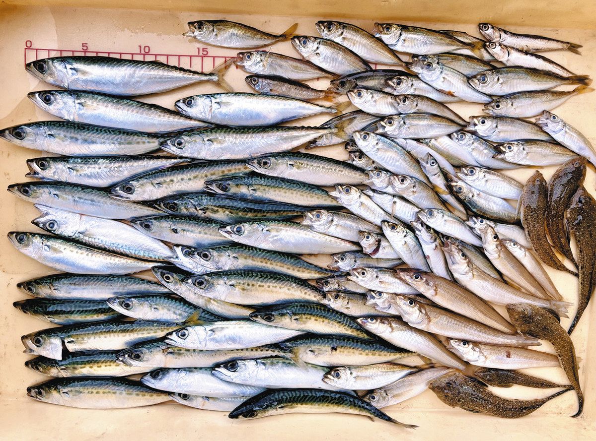 当日の筆者の７目釣果
