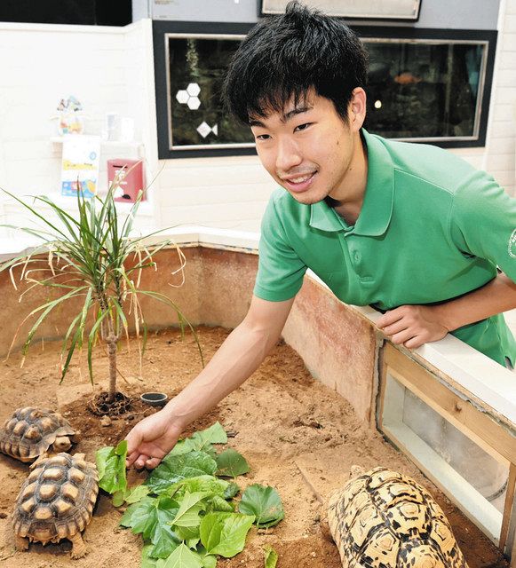 この町で大好きなカメと 紀宝 ウミガメ公園 飼育員 伊藤さん 中日新聞web
