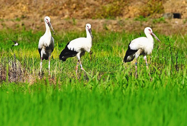 輝生 太良 けんぞう 小浜のコウノトリ３兄弟に名前 中日新聞web