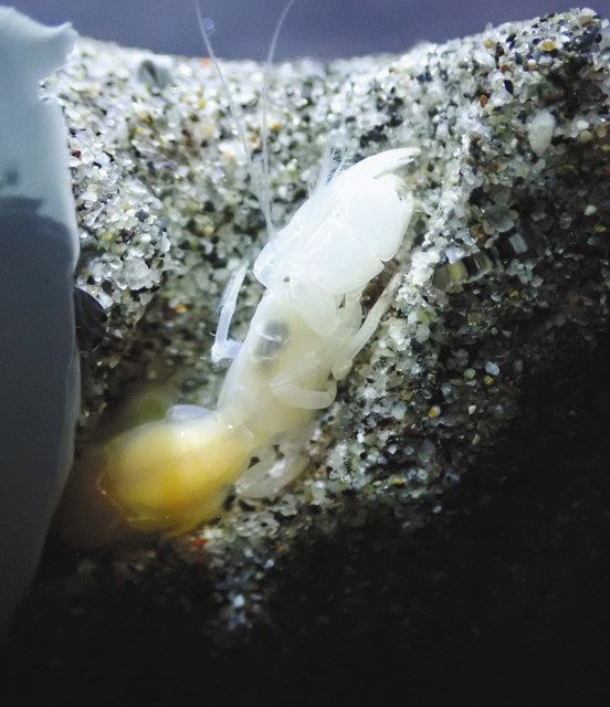 国内初 オオスナモグリ 沼津の水族館で展示 中日新聞しずおかweb