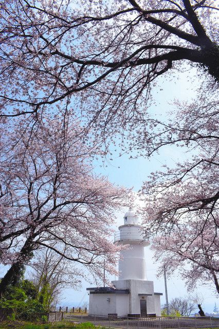 桜の灯台 満開 伏木国分、眺望楽しめます：北陸中日新聞Web