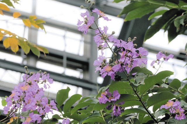 オオバナサルスベリ 開花多く 県中央植物園：北陸中日新聞Web