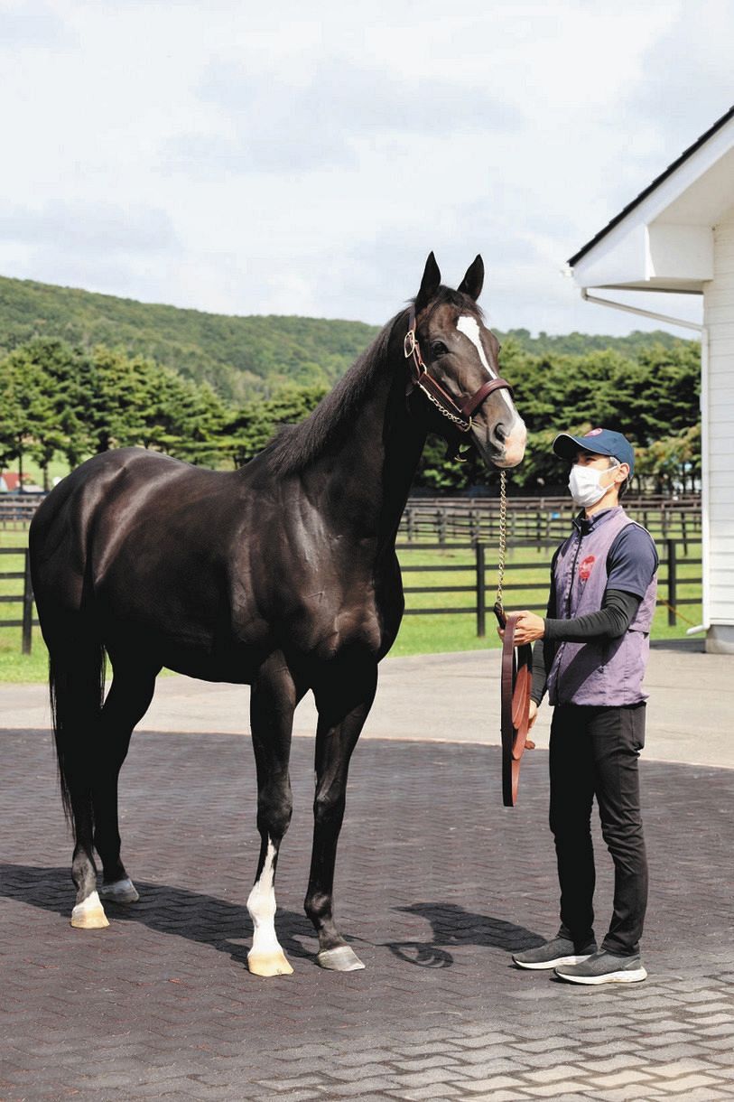 ダノンプレミアム種牡馬としての第一歩 繋養先のアロースタッドに到着