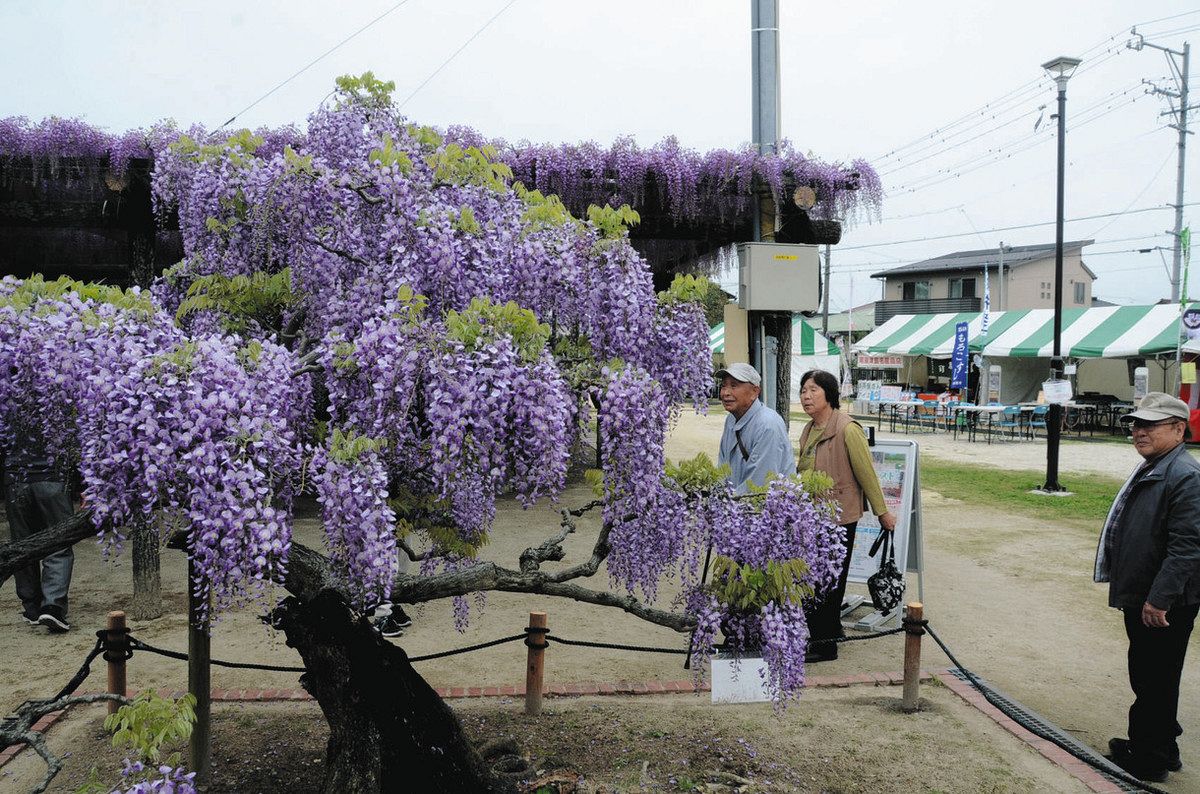 津島 藤 まつり