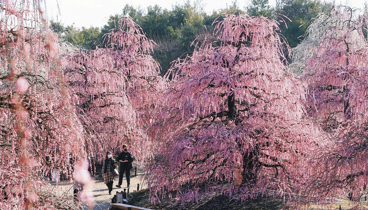 動画】「鈴鹿の森庭園」しだれ梅が見頃 ここ数日の暖かさで一気に開花