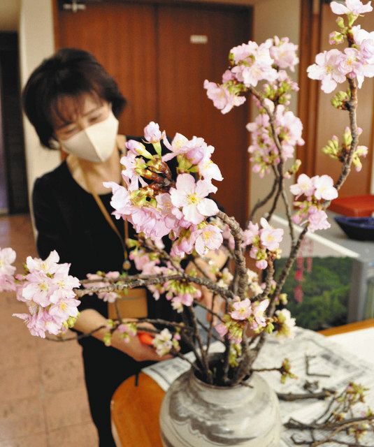 河津桜 友好の証し開花 塩尻市役所へ南伊豆から切り枝届く 中日新聞web