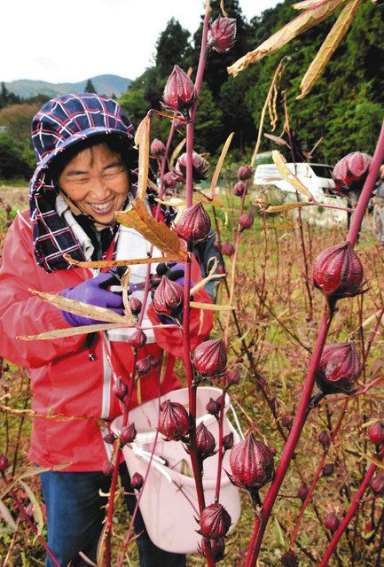 農福連携 ローゼルティー作り 池田で収穫終え年内商品化へ 中日新聞web