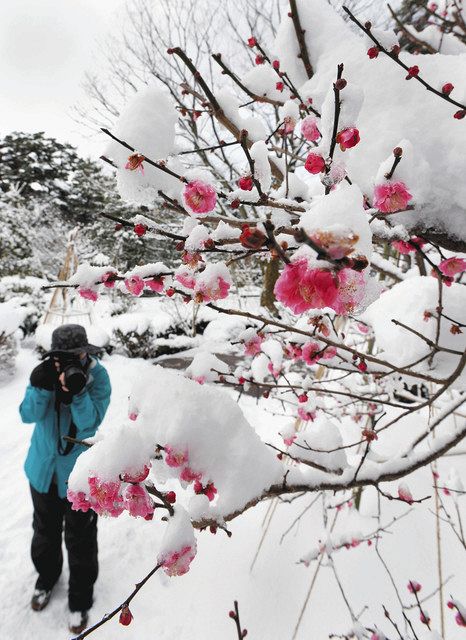 八重寒紅梅に“綿帽子” 冷え込む石川県内：北陸中日新聞Web