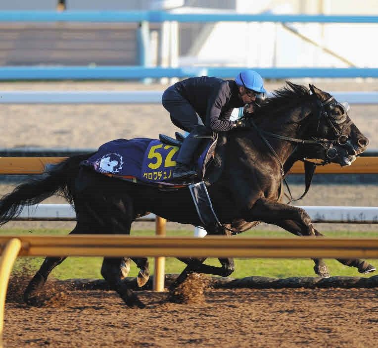 ジャパンC】クロワデュノール軽め運動で最終調整 斉藤崇師「枠はいい