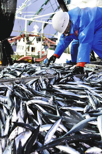 ２０年の漁獲量 ２年連続で最低 サンマ サケ不漁 中日新聞web