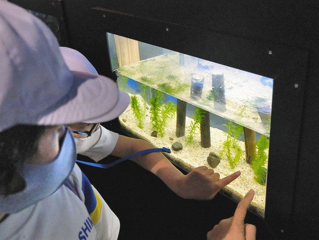 絶滅危惧の「ゲンゴロウモドキ」を公開 越前松島水族館：中日新聞Web