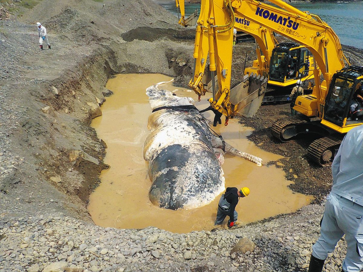 紀北に漂着したクジラの死骸を埋設処分 陥没の可能性から、県など柵