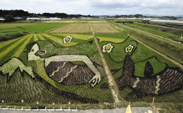 希望の穂 大地を染める 菊川で田んぼアート鑑賞：中日新聞しずおかWeb
