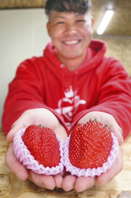 特大サイズ イチゴザウルス 春江の農家が商品化 中日新聞web