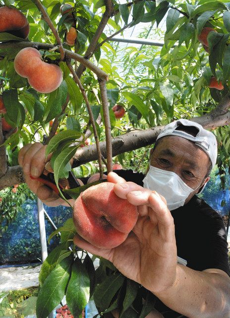 不老長寿説もある「蟠桃」 高山の果樹園で収穫始まる「食べてコロナに