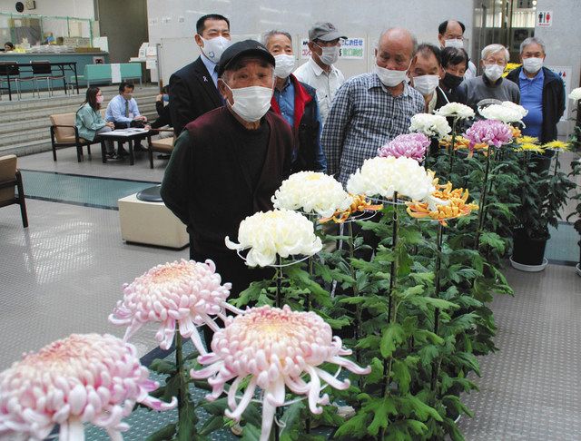 白や黄 優雅に大輪菊 笠子花の会 が市役所で展示 中日新聞しずおかweb