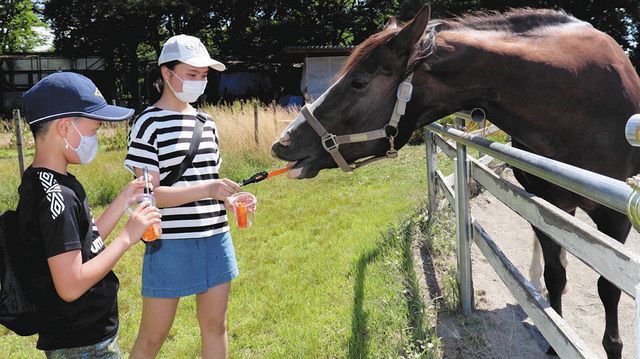 餌はトングで 馬がうれしそう ファミリーパークで再開 北陸中日新聞web