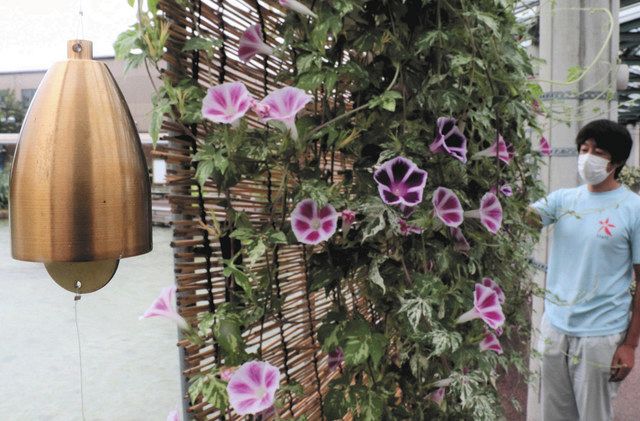 アサガオ 風鈴 百花 涼 乱 県中央植物園 北陸中日新聞web アサガオ 風鈴 百花 涼 乱 県中央植物園 北陸中日新聞web