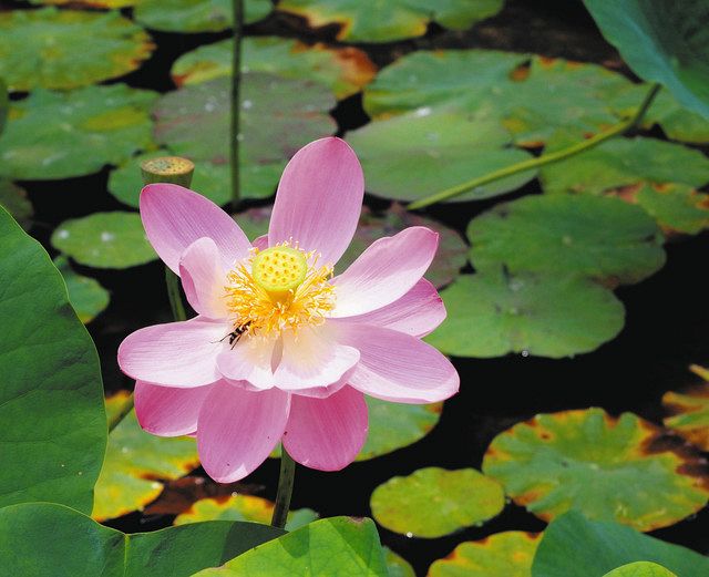 「中尊寺ハスの花咲く」 油彩画・油絵 奥州藤原氏ゆかりの「中尊寺ハス」が魅了 白鳥・長滝白山神社：中日新聞Web