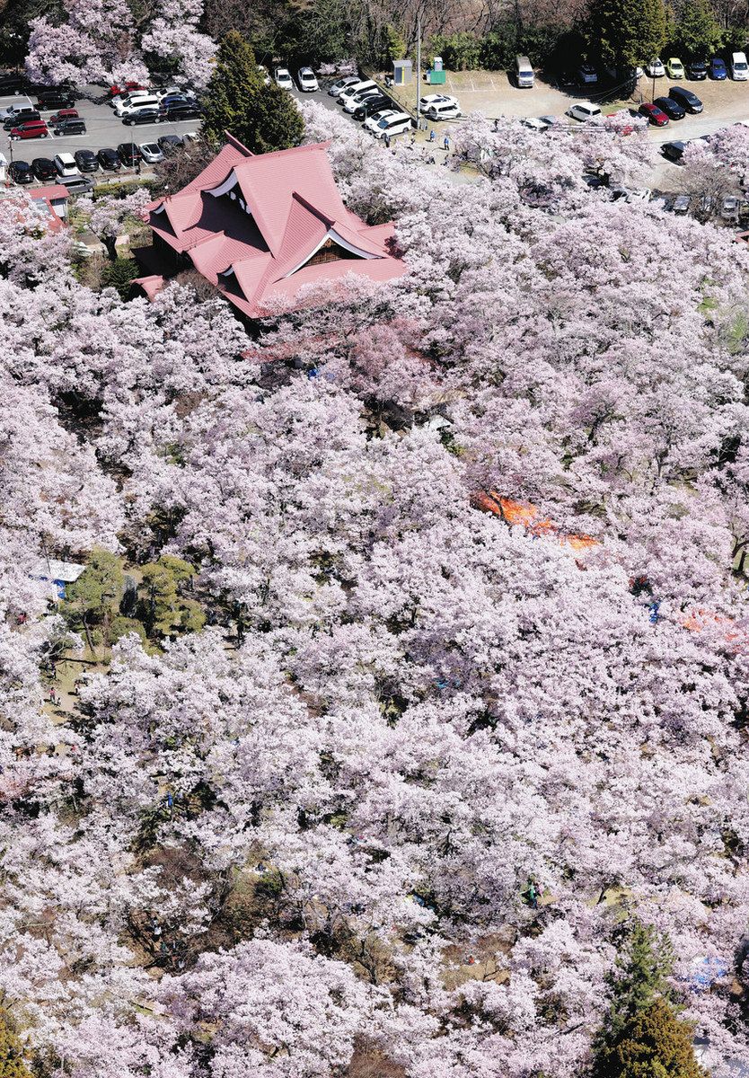 昨年4月、見頃を迎え、高遠城址公園をピンク色に彩るタカトオコヒガンザクラ＝伊那市で、本社ヘリ「あさづる」から
